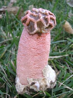 Lysurus periphragmoides, commonly known as the stalked lattice stinkhorn or chambered stinkhorn. Courtyard Plants, Colorful Mushrooms, Lichen Moss, Mushroom Pictures, Garden Mushrooms, Strange Flowers, Slime Mould, Plant Fungus, Mushroom Fungi