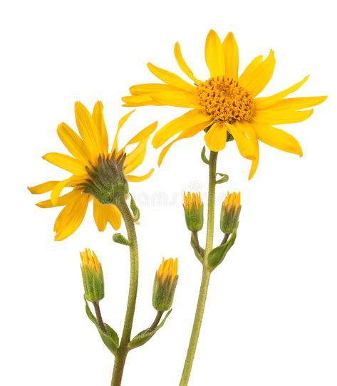 Arctic Blast, Arnica Montana, Fabric Painting On Clothes, Flower Tops, Nature Images, Medicinal Plants, Flower Photos, Massage Therapy, Montana