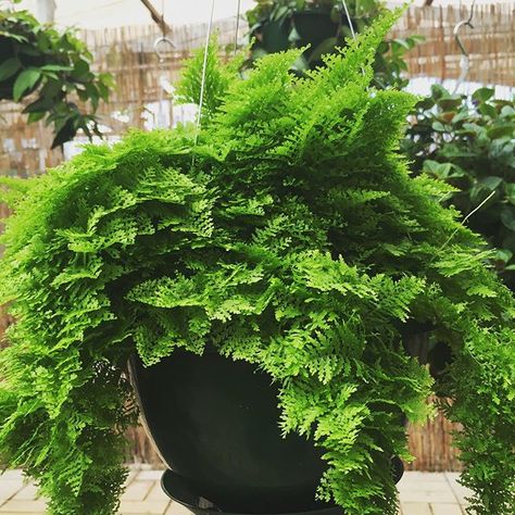 nephrolepis exaltata Suzi Wong ~ cotton candy fern Nephrolepis Exaltata, Fern Plant, Plant Species, All About Plants, Green Thumb, Plant Care, Cotton Candy, Potted Plants, Fern