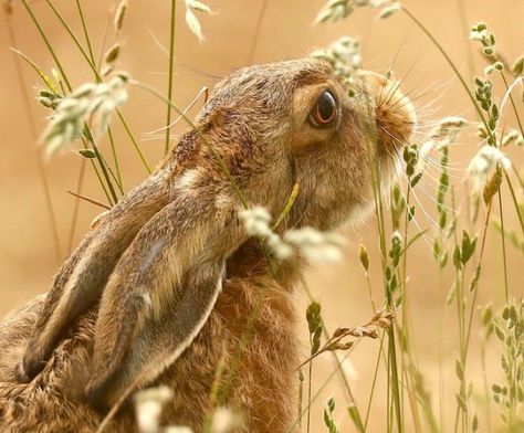 Rabbit Pose, Hare Pictures, Rabbit Pictures, Wild Rabbit, Mystical Animals, Bunny Drawing, Animal Study, Wild Creatures, Bunny Art