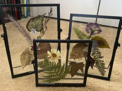 How To Press Plants: Learn About Pressing Leaves And Flowers Pressed Flower Art Picture Frames, Pressing Leaves, Diy Flower Press, Plant Press, Pressed Flowers Diy, Pressing Flowers, Framed Leaves, Flower Press, Pressed Leaves