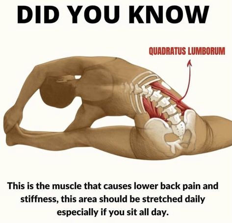 Quadratus Lumborum, Spine Pain, I Want A Baby, Hip Flexor Stretch, Health Guru, Skin Medica, Mind Body Connection, Stretching Exercises, Diet Motivation