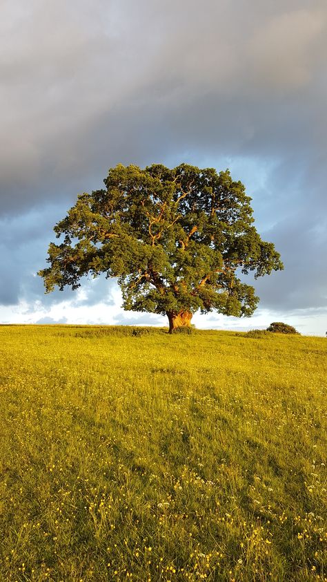 Oak Savanna Landscape, Oak Tree Aesthetic, Oak Tree Photography, Tree On A Hill, Big Oak Tree, English Oak Tree, Black Oak Tree, White Oak Tree, Tree Aesthetic