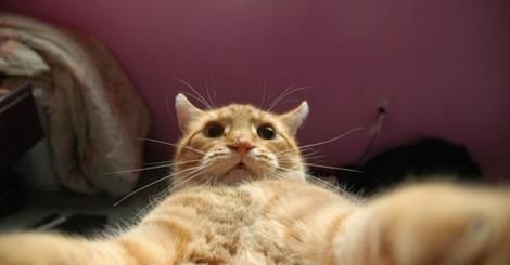 Cat takes a selfie! Room Mirror Selfie, Mirror Selfie Captions, Facebook Pic, Lol So True, Creepy Cat, Cats Pictures, Selfie Captions, Room Mirror, Cat Selfie