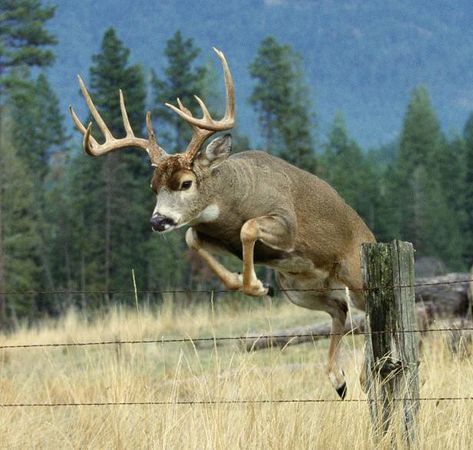 Deer Jumping, Big Deer, Deer Photos, Deer Pictures, Whitetail Bucks, Buck Deer, Deer Family, Mule Deer, Manx