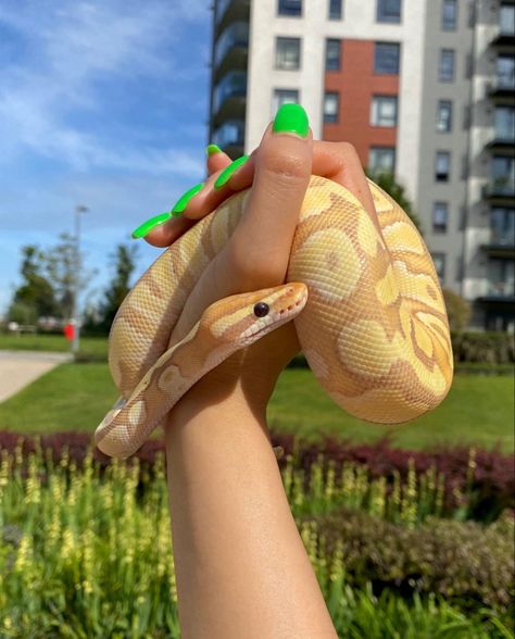 Instagram: @bp_amari Morph: Banana Enchi Mojave Pastel Pastel Banana Ball Python, Snakes Ball Pythons, Banana Pastel Ball Python, Banana Ball Python, Ball Python Pet, Snake Spirit Animal, Dream Snake, Snake Terrarium, Danger Noodles