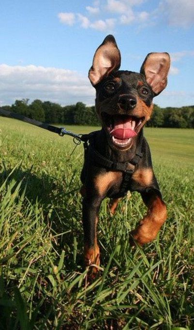 (7) Uživatel Hit Follow If You Love Dogs na Twitteru: „This is the cutest dog I've ever seen! 😍❤️ https://t.co/I1bnisigCg“ / Twitter Mini Pincher, Miniature Doberman, Min Pin Dogs, Mini Pinscher, Min Pins, Min Pin, Miniature Pinscher, Little Dogs, I Love Dogs