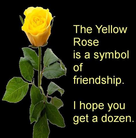 The yellow rose is a symbol of friendship. I hope you get a dozen Yellow Rose Meaning, Friendship Rose, Rose Meaning, Rose Quotes, Friendship Symbols, Rose Pictures, Hybrid Tea Roses, Romantic Roses, Maisie Williams