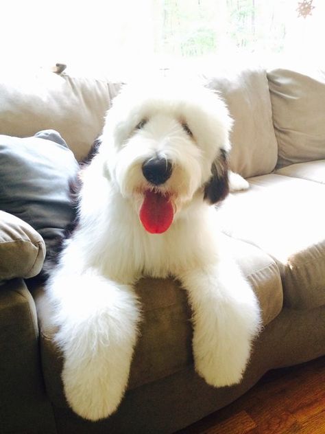 140+ Best Old English Sheepdog Names Dog Name Ideas, English Sheepdog Puppy, Old English Sheepdog Puppy, Sheepdog Puppy, Sheepadoodle Puppy, Female Dog Names, Fozzie Bear, Sheep Dogs, Birthday Post