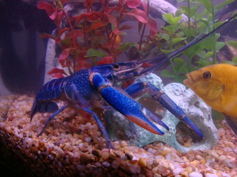 BLUE LOBSTER... You can keep these in a fresh water aquarium. I also read they can climb so keep a lid on that aquarium! Lobster Tank Aquarium, Freshwater Lobster, Blue Lobster, Aquarium Setup, Aquarium Ideas, Tanked Aquariums, Fish Tanks, Freshwater Aquarium, Funky Furniture