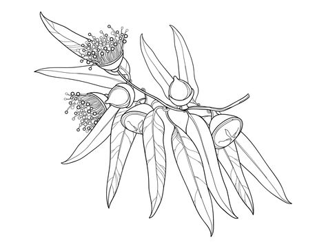 Eucalyptus globulus or Tasmanian blue gum. botanical illustration nature symbol tree australian black  white flora coloring page coloring book line art outline contour drawing eucalyptus Drawing Eucalyptus, Botanical Art Drawing, Art Outline, Wildflower Drawing, Nature Symbols, Native Tattoos, Australian Wildflowers, Birds Of Paradise Flower, Illustration Nature