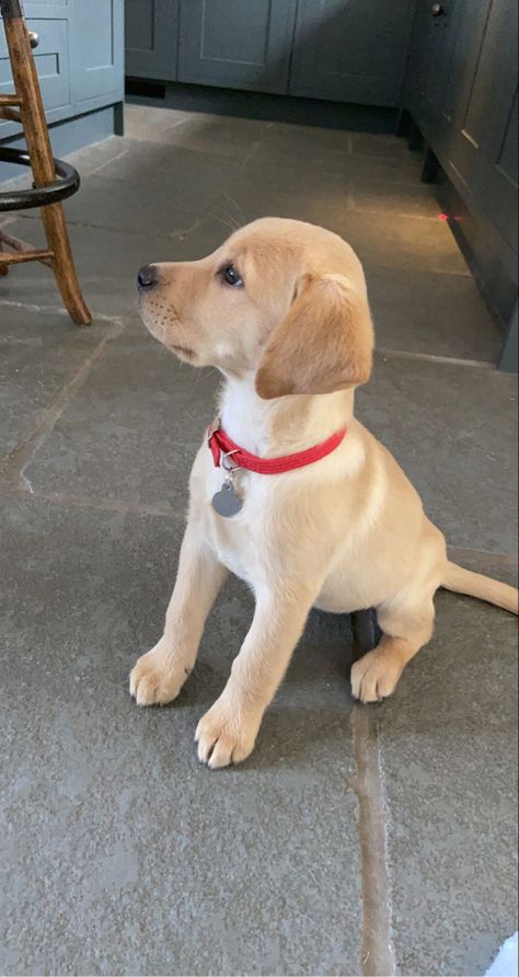 Labrador Mixed Breeds, Yellow Labrador Retriever Puppy, Golden Lab Puppy, Golden Lab, Baby Labrador, Golden Labrador Puppies, Yellow Lab Puppies, Labrador Mix, Golden Labs