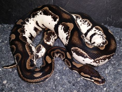 Axanthic Calico - Morph List - World of Ball Pythons Ball Python Pet, Pet Snakes, Cute Snakes, Danger Noodle, Python Morphs, Danger Noodles, Cool Snakes, Types Of Snake, Colorful Snakes