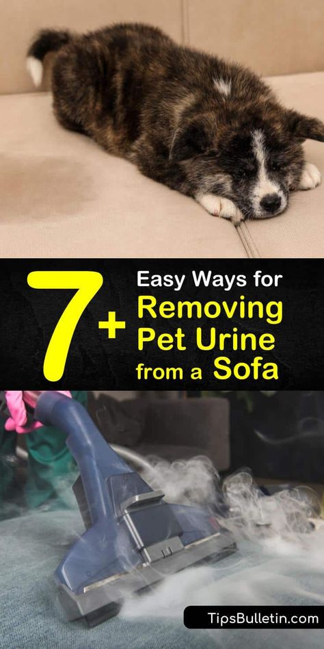 Pet Urine Remover, Couch Stains, Cleaning Binder, Remove Urine Smell, Cleaning Pet Urine, Pet Urine Smell, Dog Pee Smell, Pee Stains, Cat Urine Smells