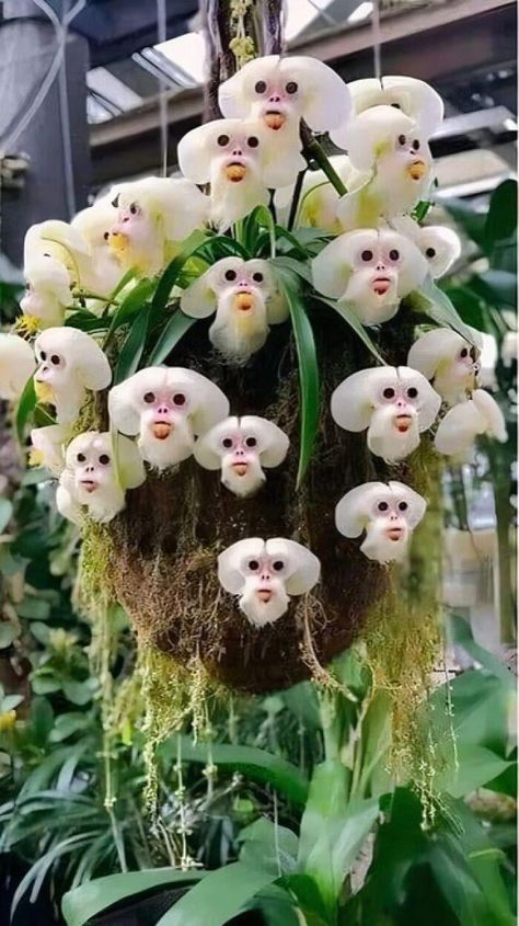 Dracula Simia, The Monkey Orchard (Photo: Kasia Markiewicz) Dracula Simia, Flowers Reference, Monkey Plant, Monkey Orchid, Monkey Flower, Diy Stained Glass Window, Indoor Water Garden, Tattoo Flowers, Rose Flower Pictures