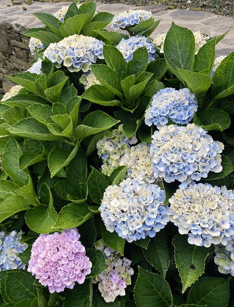 Hydrangea Anomala Petiolaris, Hydrangea Species, Hydrangea Macrophylla White, Mophead Hydrangea, Hydrangea Tree, Bigleaf Hydrangea, Nikko Blue Hydrangea, Smooth Hydrangea, Hydrangea Arborescens