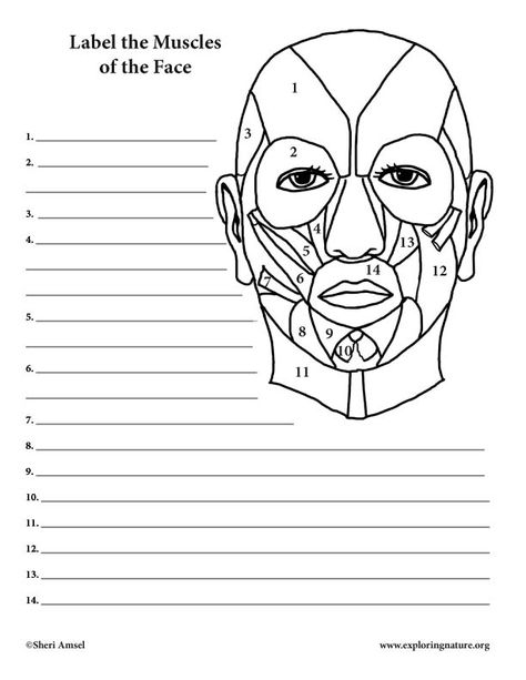 Muscle Coloring, Muscles Worksheet, Face Muscles Anatomy, Muscles Of Facial Expression, Arteries Anatomy, Muscle Diagram, Muscles Of The Face, Face Outline, Human Body Anatomy