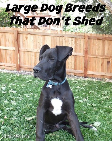 If your family is planning to add a dog to the mix and wants to avoid breeds that require a ton of maintenance, here is a list of great Large Dog Breeds That Don't Shed. Not only are these great pets in general, the lack of shedding means they are better suited for becoming an indoor pet for your family. No Shed Dog Breeds, Best Large Dog Breeds, Best Hypoallergenic Dogs, Dog Breeds That Dont Shed, Friendly Dog Breeds, Hypoallergenic Dog Breed, Protective Dogs, Dog Shelter, Dog Obsessed