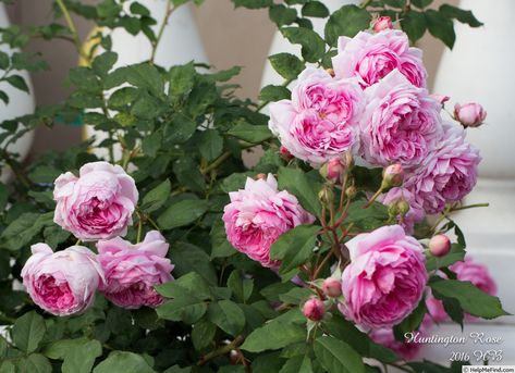 'Huntington Rose' Rose Photo Huntington Rose, Rose Huntington, Rose Photo, Roses Pink, David Austin Roses, David Austin, Beautiful Flowers Garden, Rose Photos, English Roses