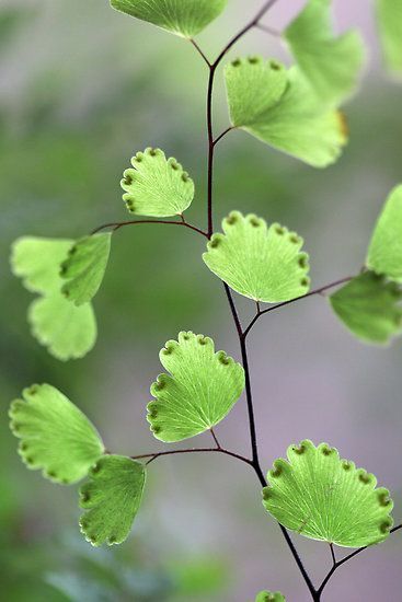 Green & Grey Maidenhair Fern, Deco Nature, Tree Leaves, Green Nature, Seed Pods, Patterns In Nature, Spring Green, Shade Garden, Flowers And Leaves