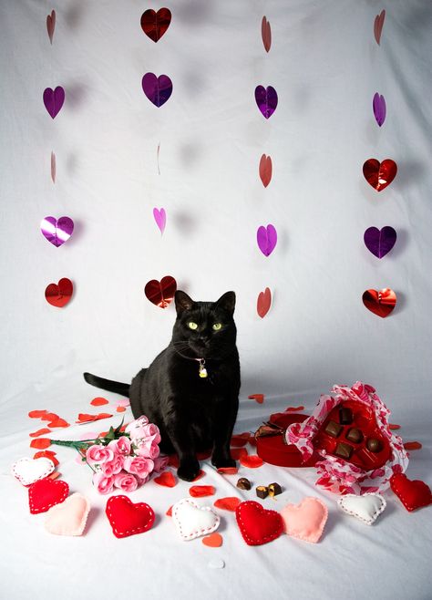 Valentines Cat Photoshoot, Valentines Day Pet Photoshoot, Cat Valentine Photoshoot, Cat Valentine Aesthetic, Cat Photoshoot Ideas, Valentines Day Content, Pet Photoshoot Ideas, Valentines Day Photo Ideas, Valentines Day Colors