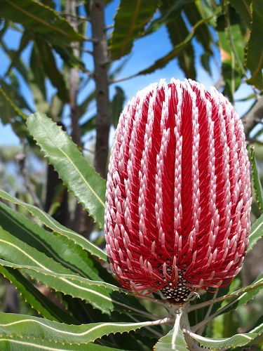 Banksia flowers | Banksia Flower Banksia Flower, Melt My Heart, Australian Trees, Australian Native Garden, Australian Wildflowers, Protea Flower, Australian Flowers, Australian Native Flowers, Australian Plants