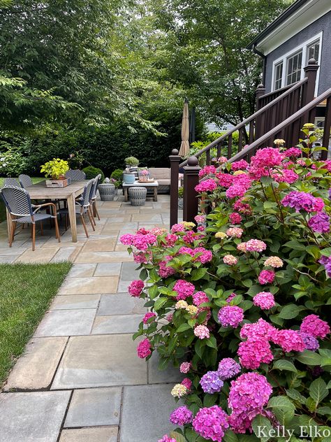 Hydrangea Patio, Summer Crush Hydrangea, Bloomstruck Hydrangea, When To Prune Hydrangeas, Whiskey Barrel Planter, Shrubs For Landscaping, Hydrangea Varieties, Types Of Hydrangeas, Endless Summer Hydrangea