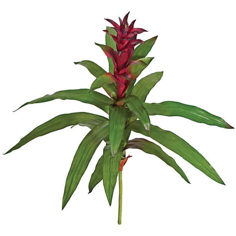 Artificial Bromeliad Plants | Bromeliad Plants | Bromeliad Plant Bromeliad Plant, Botany Illustration, Reference Pics, Water Colours, Realistic Drawings, Pop Of Color, Botanical Illustration, Botany, Flower Drawing