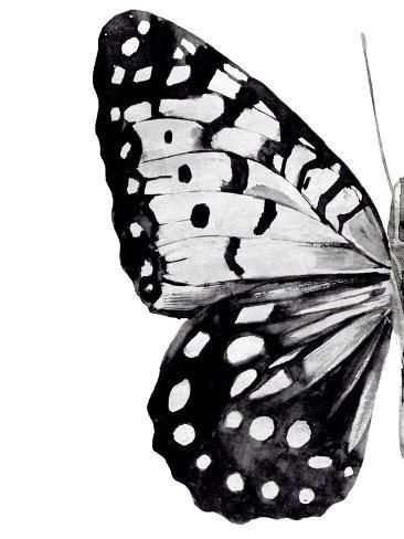 size: 12x9in Art Print: Monochrome Wings I by Annie Warren : Vintage Black And White Pictures, Poster Print Black And White, Black And White Butterfly Art, Room Decor Posters Free Printables, Aesthetic Posters Black And White, Black Butterfly Drawing, Black And White Prints For Wall, Photo Wall Pictures, Black And White Prints Printable