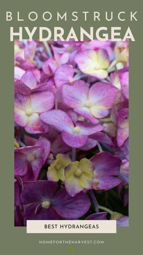 Bloomstruck Endless Summer Hydrangea, Bloom Struck Hydrangea, Hydrangea Bloomstruck, Endless Summer Bloomstruck Hydrangea, Hydrangea Types, Bloomstruck Hydrangea, Garden Hydrangea, Sonic Bloom, Hydrangea Landscaping