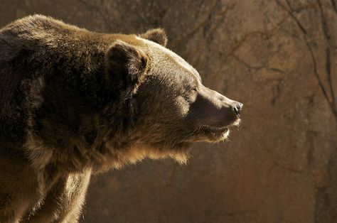 A grizzly profile by ucumari, via Flickr Bear Profile, Black Bears Art, Humor Animal, Bear Pictures, Bear Art, Grizzly Bear, Cat Coffee, Animals Images, Wildlife Art