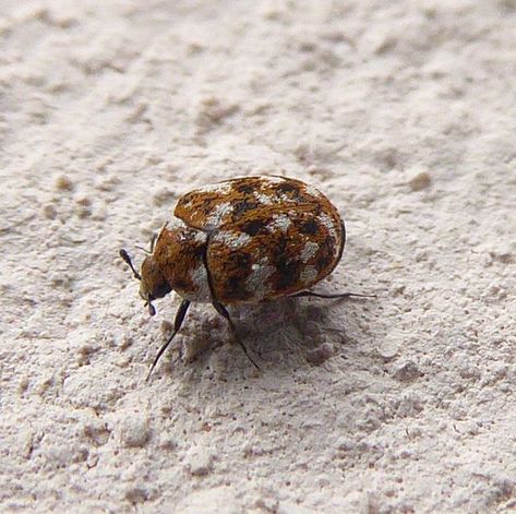 Carpet Beetles, Black Carpet, Food Source, First Place, Beetles, Pest Control, Home Remedies, Food Animals, The First