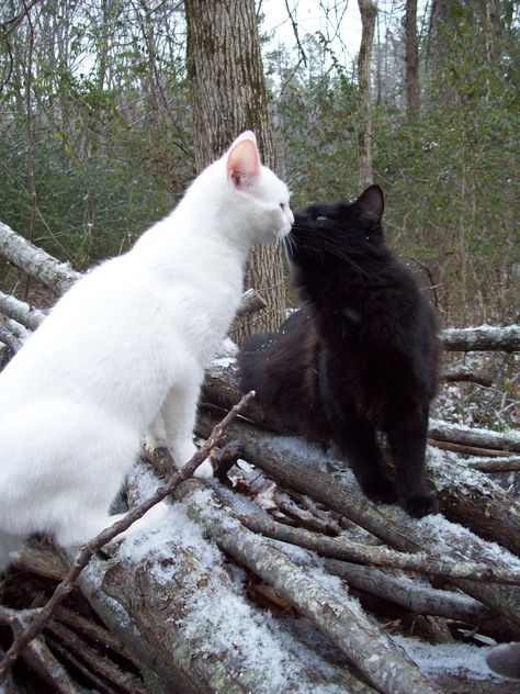 Kissing Snow Cats Black And White Cats, Kitty Kisses, White Cats, Cat Person, Cat Aesthetic, Lucky Cat, Cute Animal Drawings, Silly Cats, Love Is In The Air