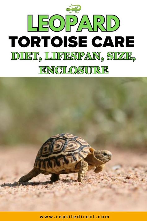 A Leopard tortoise care guide poster featuring an image of a baby leopard tortoise walking on sand. The poster highlights topics like diet, lifespan, size, and enclosure with reptiledirect.com mentioned at the bottom for further details. Leopard Tortoise Food, Leopard Tortoise Habitat Indoor, Tortoise Enclosure, Leopard Tortoise, Reptile Care, Tortoise Care, Tortoise Habitat, Exotic Pets, Reptiles