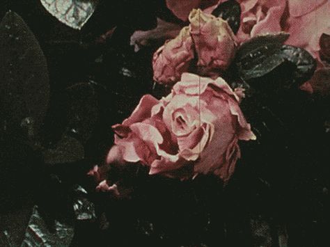 Rosé Aesthetic, Flowers Gif, Ace Hotel, Grey Tattoo, Aesthetic Gif, Divine Feminine, Aesthetic Videos, Roses, Gif