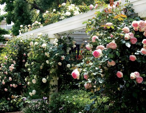 Eden Climber® - Star® Roses and Plants Climber Plants, Tea Fragrance, Trellis Fence, Arbors Trellis, Small Courtyard Gardens, Climbing Rose, Backyard Vegetable Gardens, Types Of Roses, Plant Information