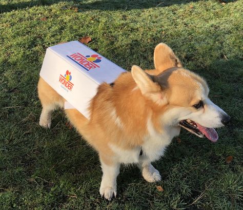 https://flic.kr/p/CPUd6C | Corgis | Corgi of BC Halloween Costume Parade Corgi Costume, Unusual Animals, Pembroke Welsh Corgi, Corgi Dog, Welsh Corgi, Animal Crafts, Creative Ideas, Animal Rescue, Pet Accessories