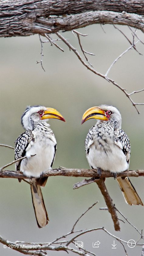 Bing Wallpaper, South African Flowers, South African Birds, African Birds, Kruger National Park South Africa, Portrait Editorial, African Flowers, Vietnam Veterans Memorial, Kruger National Park