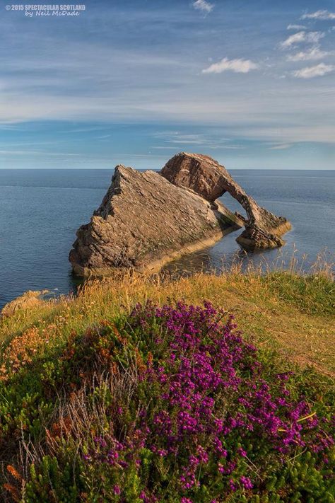 Scottish Heather, Scottish Countryside, Wales England, Northern Ireland, Pretty Places, United Kingdom, Scotland, Places Ive Been, England