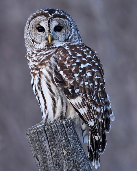 This is a large digital download of Pamela Peters award winning photograph "An Owl's Wisdom".  This image has been recognized by the International Bird Photography Awards and The Muse Awards.  This closeup of a barred own resting on a fence post will bring a touch of serenity to your office, living room bedroom or any other place in your house.  Enjoy this framed, print it on metal or wood or any other type of platform. Beautiful Owl Photography, Barred Owl Photography, Owls Aesthetic, Barred Owls, Owls Art, Owl Wisdom, Owl Photography, Owl Images, Animal Spirit Guides