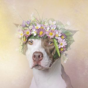 Sean Casey, Sony World Photography Awards, Pitt Bull, Bull Dogs, Airedale Terrier, Pitbull Puppies, Pitbull Mix, Dog Flower, Pit Bulls