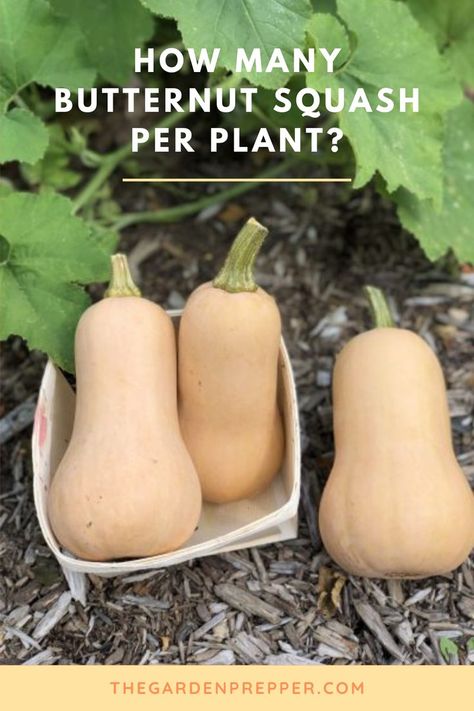 how many butternut squash per plant Planting Butternut Squash, Beets And Sweet Potatoes, Growing Butternut Squash, Starting Vegetable Seeds, Fall Gardens, Squash Plant, Vegetable Plants, Garden Veggies, Garden Help