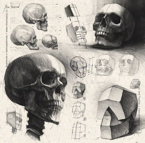 Cool Skull Drawings Sketches, Human Skull Drawing, Human Skull Anatomy, Skull Drawing Sketches, Skull Anatomy, Drawing Skull, Skull Sketch, Skull Art Drawing, Human Anatomy Drawing