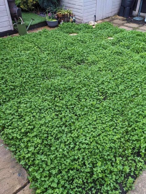 'Y'all Were Right': Homeowner Stunned By Results After Replacing Traditional Grass With Effortless Plant Clover Lawn, Replace Lawn, Grass Alternative, Low Maintenance Yard, Clover Seed, Lawn Alternatives, East Anglia, Grasses Garden, Invasive Species