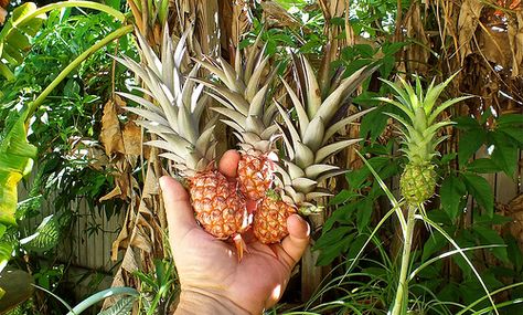 Dwarf Pineapples Pineapple Plant, Growing Pineapple, Raised Bed Garden Design, Pineapple Planting, Pineapple Top, Planting Pot, Key West Wedding, Organic Compost, West Wedding