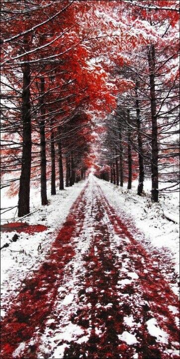 Early mouning snowfall Red Trees, Winter Szenen, Red Leaves, Winter Beauty, Winter Wonder, Winter Scenes, Travel Pictures, 그림 그리기, Beautiful World