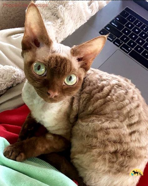 Brown Devon Rex Cats, Devin Rex Cat, Devon Rex Cats Curly, Cat Information, Cat Breeds Chart, Cute Hairless Cat, Curly Cat, Devon Rex Cat, Katt Grejer