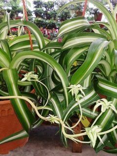 Tradescantia Zebrina, Orchid Bark, Spider Plant, Chinese Money Plant, House Plant Care, Spider Plants, Replant, How To Grow Taller, Flowering Shrubs