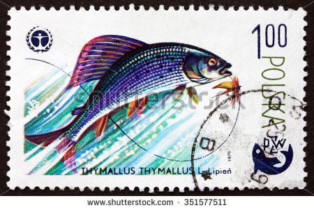 POLAND - CIRCA 1979: a stamp printed in Poland shows Grayling, Thymallus Thymallus, is a Species of Freshwater Fish, circa 1979 - stock photo Grayling Fish, Fish Illustration, Ocean Fishing, Underwater Creatures, Stamp Printing, Ocean Creatures, Freshwater Fish, Postage Stamp, Stamp Collecting