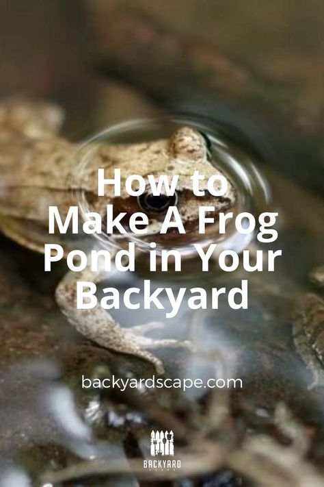 Do you love hearing the sound of frogs croaking? Do you want a frog pond in your backyard but don't know how to make one? Here's an easy DIY project for making a frog pond that will be perfect. Diy Ponds Backyard, Patio Pond, Frog Pond, Diy Pond, Backyard Diy Projects, Garden Pond, Ponds Backyard, A Frog, Backyard Projects